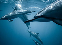 华体会体育中国官方网：权威与热情并肩前行的官方体育信息新体裁